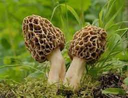 Cream Morel Mushroom Morchella esculenta for planting in home garden